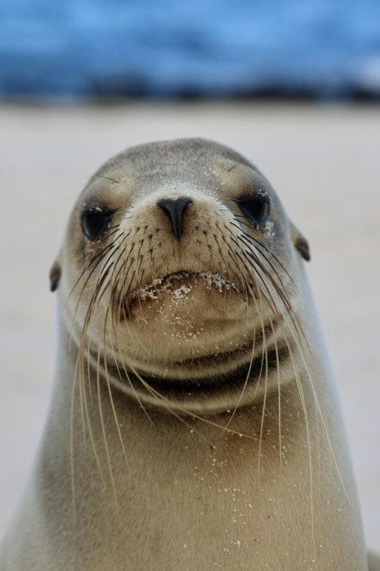 Wildlife — Galapagos, Ecuador